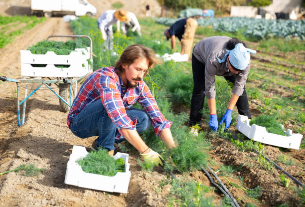 istock Focused farmer harvesting green dill on vegetable plantation 1340851947