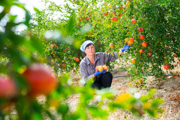 Woman harvesting ripe pomegranates in farm orchard Positive adult woman working in farm orchard during autumn harvest time, picking fresh ripe pomegranates pomegranate in spanish stock pictures, royalty-free photos & images