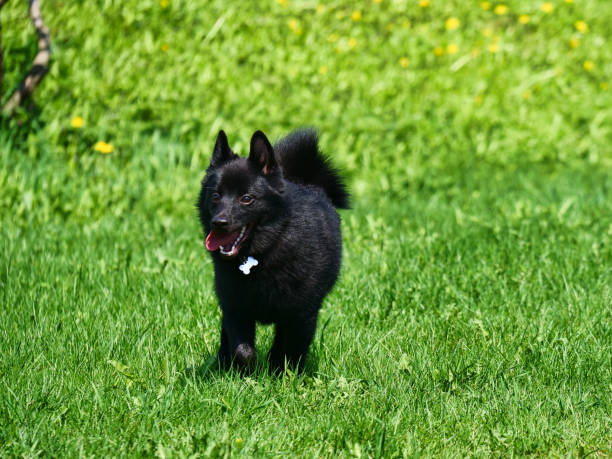 istock Small charming Belgian Shepherd Schipperke walks on the green grass 1340853128