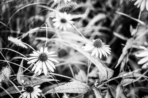 Flower meadow, black and white