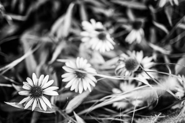 istock Flower meadow, black and white 1340853222
