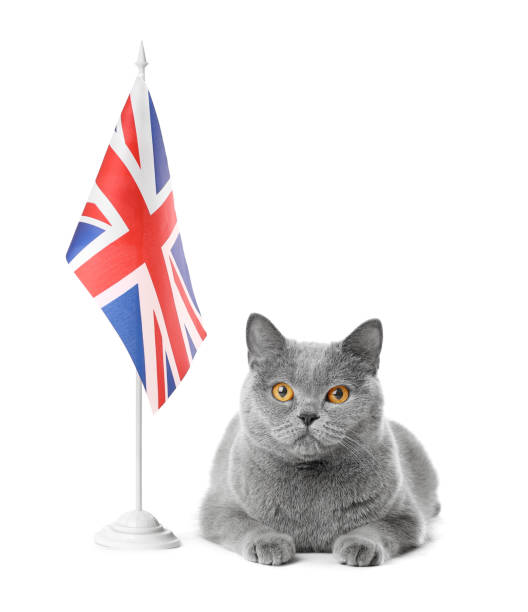 istock Cat and flag of Great Britain 1340853373