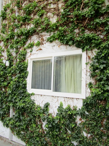Window surrounded by the green leaves of a climbing English Ivy plant. Hope, BC, Canada.