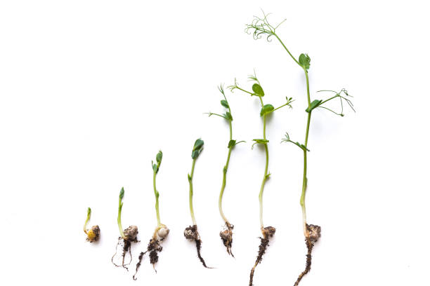istock micro greens pea shoots in different grown stages lined up in a row against a white background 1340853569