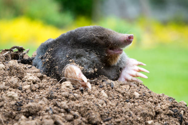 istock Mole peeking from the mole hill in the garden 1340853593