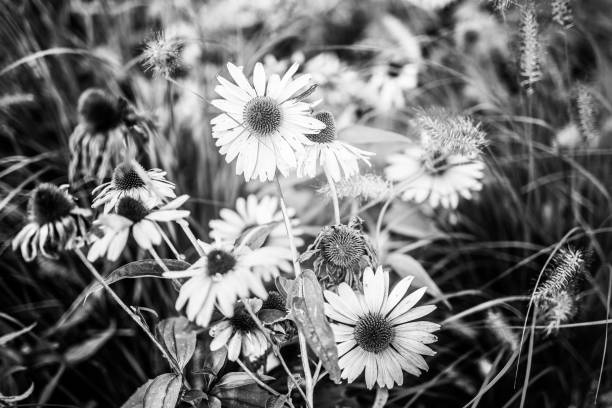 istock Flower meadow, black and white 1340853606