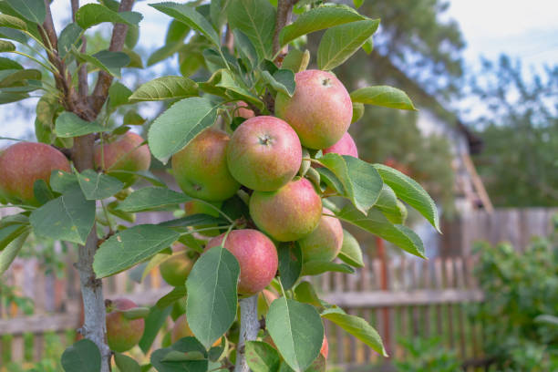 Apples ripen on a columnar apple tree, many apples turn red on the branches of the tree stock photo