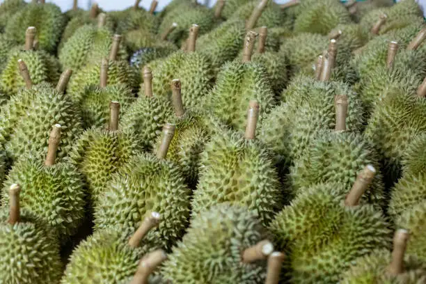 Photo of Group of durian. Blurred foreground and background.