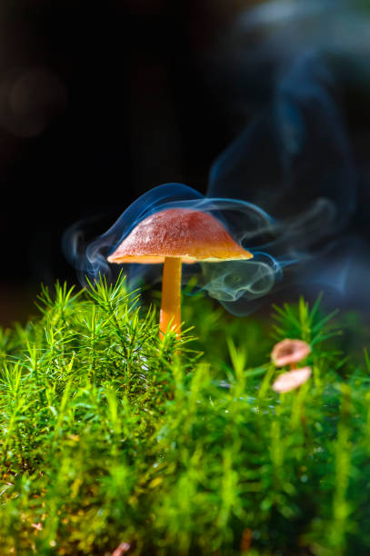 Glowing red mushroom in the night forest.