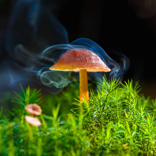 istock Glowing red mushroom in the night forest. 1340858213