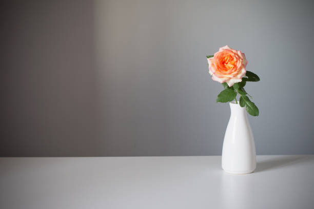 istock orange rose in white vase on gray background 1340858553