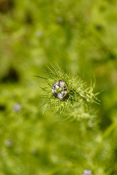 istock Love-in-a-mist flower 1340859477