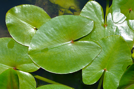 Yellow water lily leaves - Latin name - Nuphar lutea