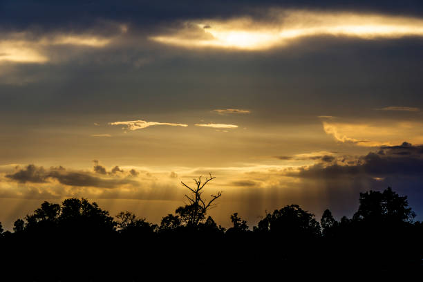 istock Silhouetted native leafless trees in rice field showing dramatic winter cloud and weather patterns Thailand Asia 1340859577