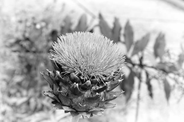 istock Wildpflanze in Wales 1340859868