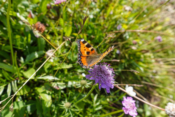 istock peacock butterfly on a lilac flower in the mountains 1340859882