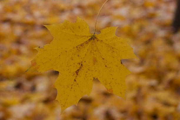 istock Autumn yellow maple leaves on the tree. The background is blurred. Close-up shot. 1340859976