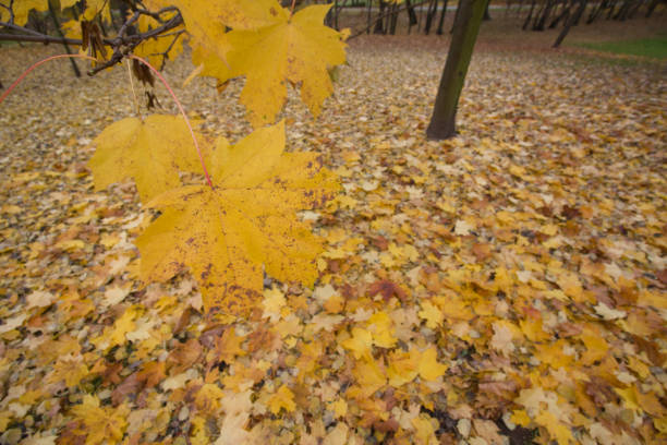istock Autumn yellow maple leaves on the tree. The background is blurred. Close-up shot. 1340860033