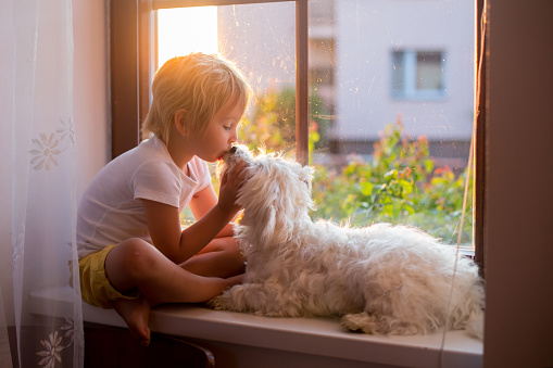 Cute toddler child, sitting with pet dog on the window on sunset at home