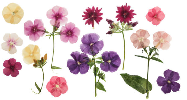 Pressed and dried delicate flowers phlox, isolated on white background. For use in scrapbooking, floristry or herbarium