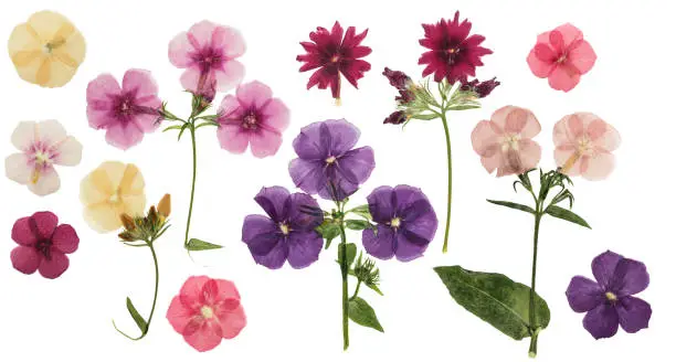 Photo of Pressed and dried delicate flowers phlox, isolated on white background. For use in scrapbooking, floristry or herbarium