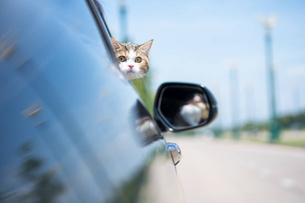 istock White Scottish Cat Stand And Look To Outside Car 1340861949