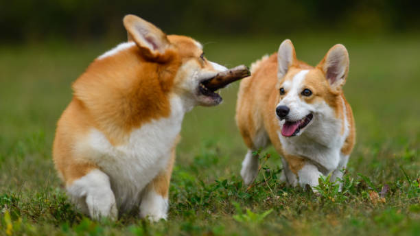 istock Two happy corgi playing in a green field 1340861952
