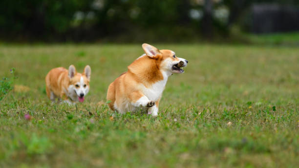istock Two happy corgi playing in a green field 1340863251