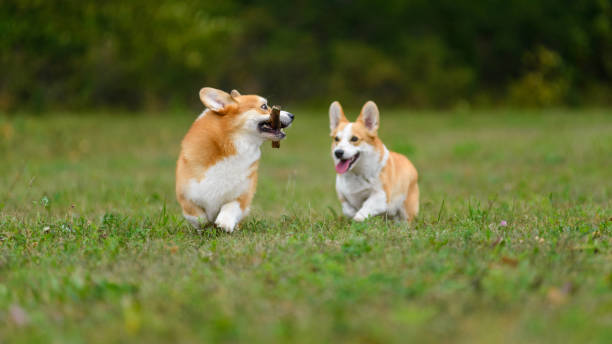 istock Two happy corgi playing in a green field 1340863638