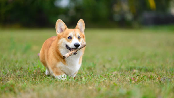 istock Orange and white happy corgi on a green field 1340864348