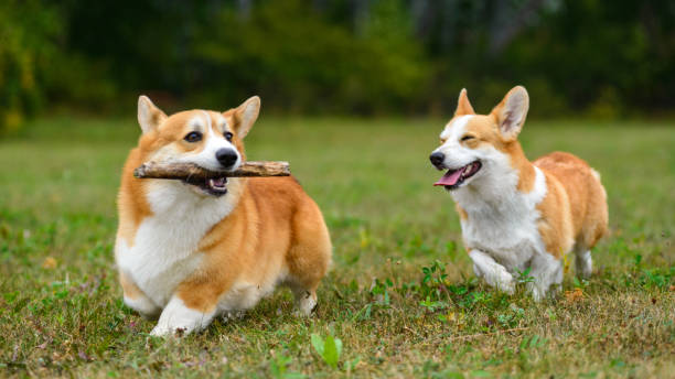 Two happy corgi playing in a green field