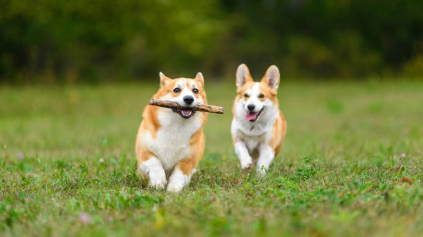 istock Two happy corgi playing in a green field 1340864488