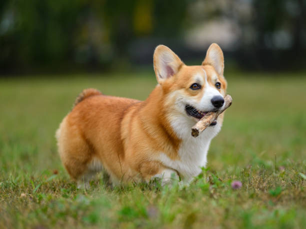 istock Orange and white happy corgi on a green field 1340864538