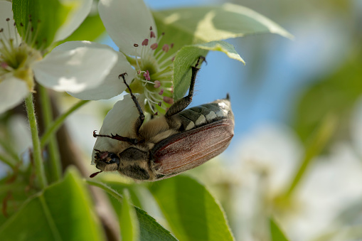 Close-up of a cockchafer beetle (June Bug or Melolontha melolontha) on a blossoming pear tree.