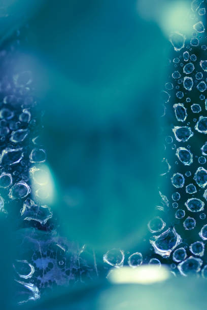istock Dew drops on a spider web among green leaves (macro) 1340864684