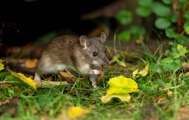 Wild Brown Rat foraging for food in Autumn Close up of a wild brown rat in Autumn foraging and eating seeds in natural woodland habitat.   Facing right.  Horizontal.  Copy space.  Scientific name: Rattus norvegicus. leptospira stock pictures, royalty-free photos & images