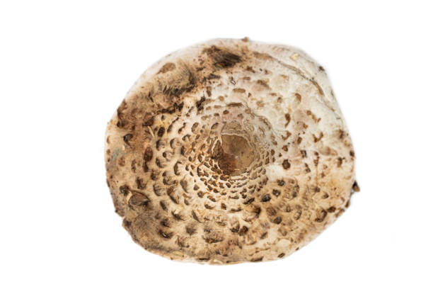 istock cap of the parasol mushroom (Macrolepiota procera) 1340867521
