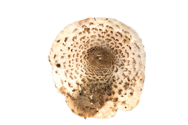 istock cap of the parasol mushroom (Macrolepiota procera) 1340867532