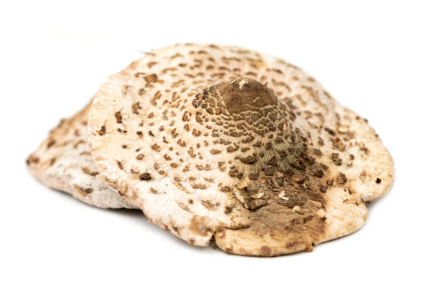 istock cap of the parasol mushroom (Macrolepiota procera) 1340867538