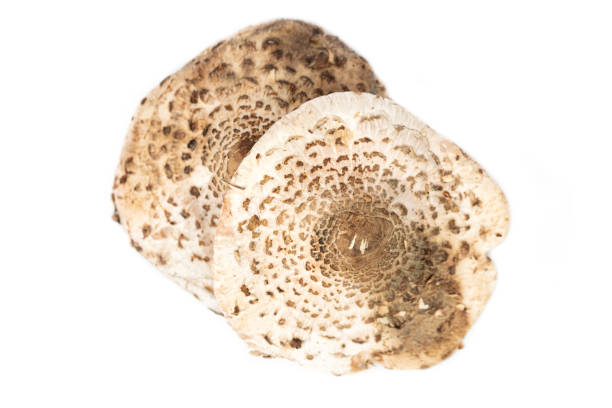 istock cap of the parasol mushroom (Macrolepiota procera) 1340867552