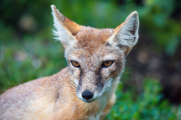 istock Korsak or steppe Fox a predatory mammal 1340868553