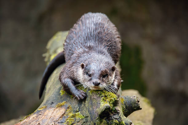 istock European otter rest on tree trunk 1340868567