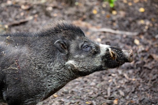 endangered boar of Visayan warty pig Big adult boar of Visayan warty pig (Sus cebifrons) is a critically endangered species in the pig genus. It is endemic to Visayan Islands in the central Philippines siquijor island stock pictures, royalty-free photos & images