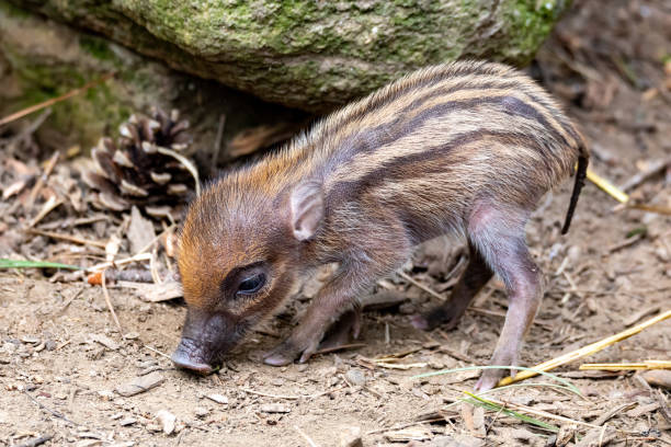 endangered small baby of Visayan warty pig Small cute playful baby with lying mom sows of Visayan warty pig (Sus cebifrons) is a critically endangered species in the pig genus. It is endemic to Visayan Islands in the central Philippines siquijor stock pictures, royalty-free photos & images
