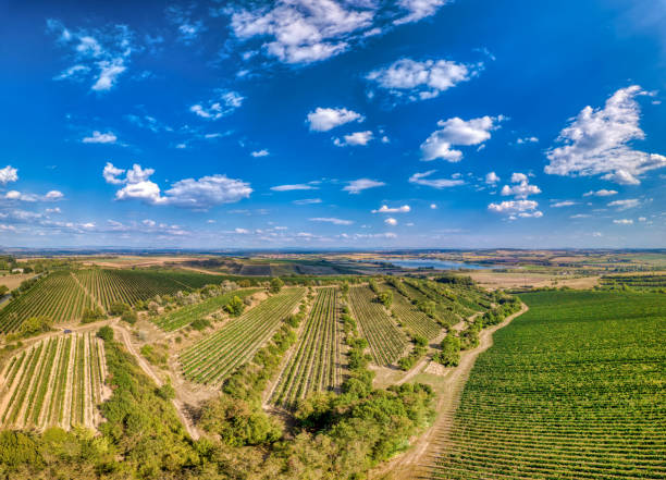 istock Vineyards in Palava, Czech Republic 1340868582