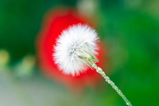 Dandelion blowball in front of red spot and green foliage with strong bokeh in low angle close-up image.