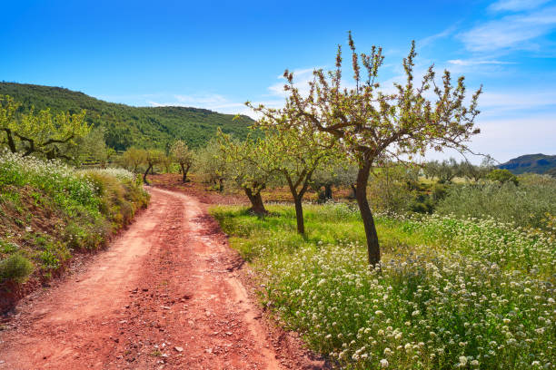 istock Almond spring blossom in Mediterranean 1340869169