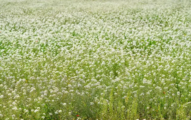 White spring flowers field meadow in Mediterranean