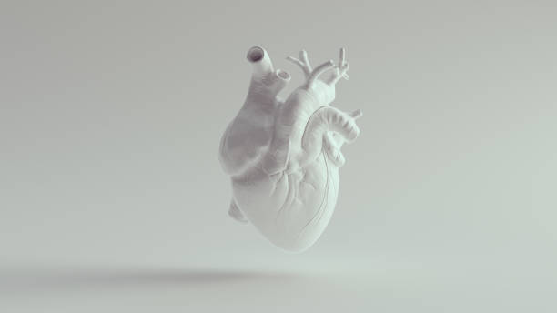 istock Human Heart Pure White Anatomical Model 1340869250