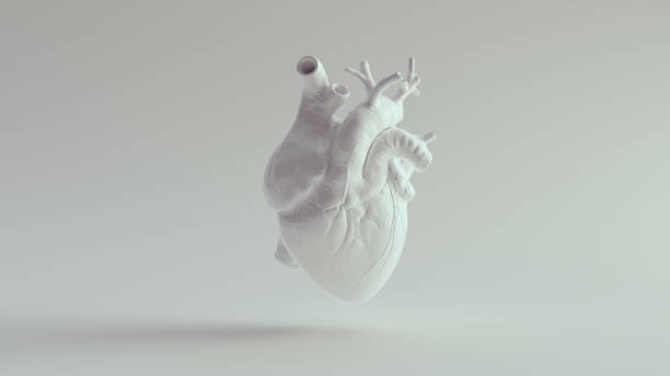 чистое белое анатомическая модель человеческого сердца - металл иллюстрации стоковые фото и изображения
